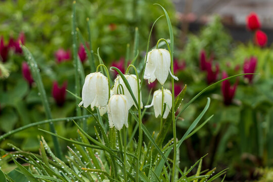 Blata Fritillaria meleagris, Snake's head fritillary, checkered lily with rain drops on blossoms and leaves in garden. Blurred flowers in background.