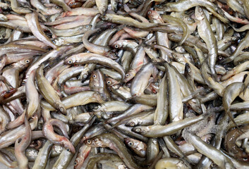 a lot of smelt in one place close-up
