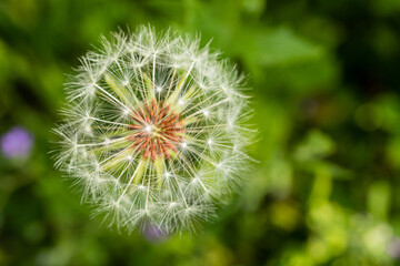 dandelion flower in the Casa de Campo