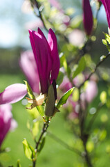 Obraz premium Adorable large magnolia flowers bloom