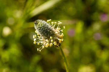 Fototapeta premium Plantago major flower in the Casa de Campo