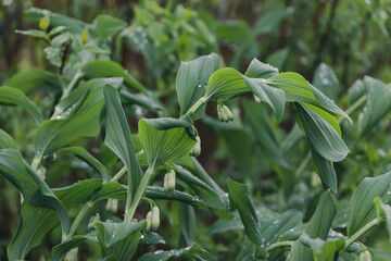 Polygonatum odoratum 'Variegatum' (Solomon's Seal) with raindrops on green leaves. Blurred garden in background. Rainy day.