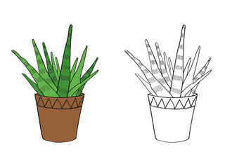 Graphics of indoor plants in pots. The color is green and brown. The illustration is made in color and black and white.


