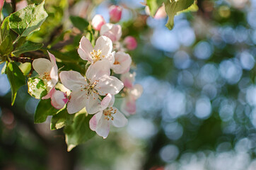 Gentle pink apple blossom on a spring branch outdoors