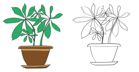 Fototapeta na wymiar Graphics of indoor plants in pots. The color is green and brown. The illustration is made in color and black and white.