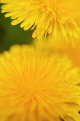 Delicate and light dandelion flowers outdoors