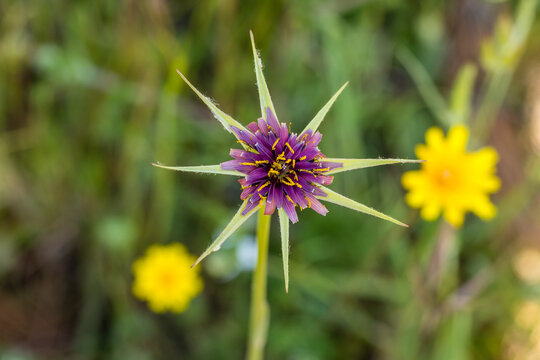 Tragopogon pratensis flower also known as cabruna beard in the Casa de Campo, Madrid
