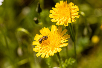 insect full of pollen on a dandelion flower in Madrid