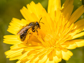 insect full of pollen on a dandelion flower in Madrid