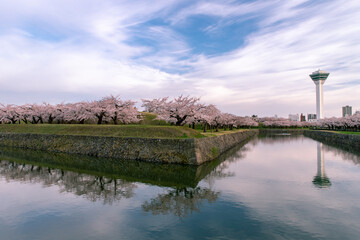 北海道　函館市五稜郭の満開の桜