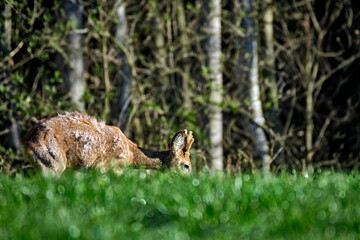Reh ( Capreolus capreolus ).