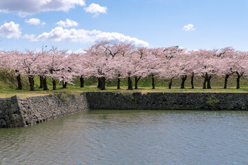 北海道　函館市五稜郭の満開の桜