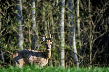 Reh ( Capreolus capreolus ).