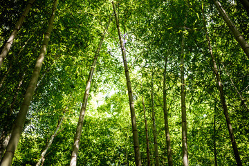 Obraz premium 新緑