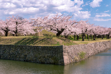 北海道　函館市五稜郭の満開の桜