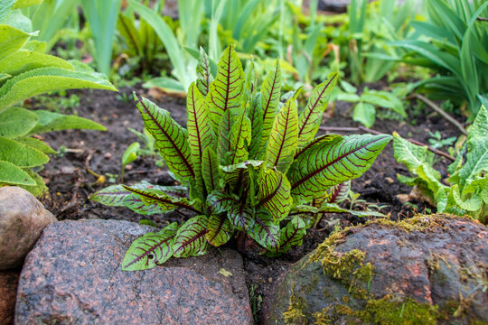 Wet red Veined Sorrel, Rumex sanguineus bush plant in garden with rocks, moss, black soil and green flowers in blurred background
