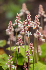 Pyrola minor l, lesser wintergreen flower with pink and white tall blossoms and green leaves. Blurred background with more garden flowers.