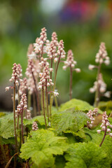 Pyrola minor l, lesser wintergreen flower with pink and white tall blossoms and green leaves. Blurred background with more garden flowers.