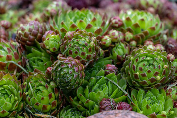 Sempervivum Crassulaceae Mountain house flame, green leaves with red. Small and big plants with blurred garden background