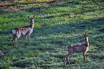 Rehe ( Capreolus capreolus ).