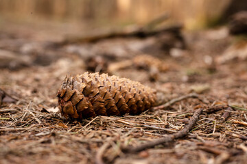 One spruce cone lies on the ground in the forest. 