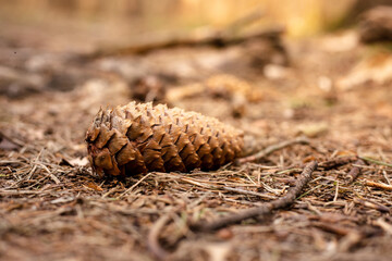 One spruce cone lies on the ground in the forest. 