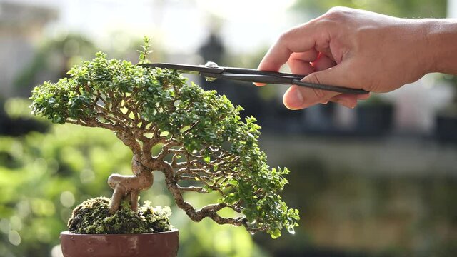 Asian man trimming beautiful small bonsai plant growing on brown potted with pruning shears in nature background, Feel happy, refreshed and relaxed in a bright morning. Bonsai Gardening Concept.