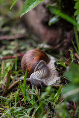 The earth snail in the garden on wet grass. Also known as Helix pomatia, Roman snail, Burgundy snail, edible snail or Escargot