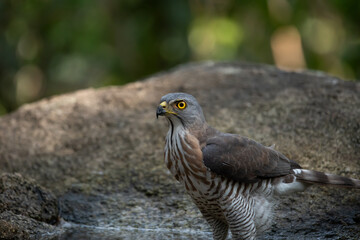 Crested Goshawk in natural 