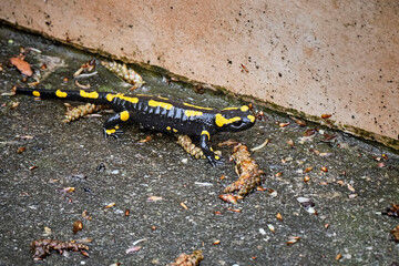 Feuersalamander ( Salamandra salamandra ).