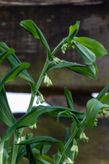 Polygonatum odoratum 'Variegatum' (Solomon's Seal) with raindrops on green leaves. Blurred garden in background. Rainy day.