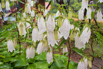 Fresh white bellflowers with raindrops.