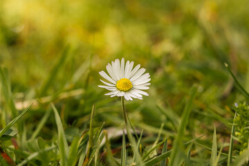 daisy flower in the grass