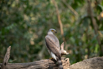 Crested Goshawk in natural 