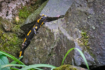Feuersalamander ( Salamandra salamandra ).