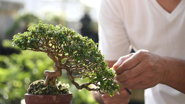 Asian man trimming beautiful small bonsai plant growing on brown potted with pruning shears in nature background, Feel happy, refreshed and relaxed in a bright morning. Bonsai Gardening Concept.