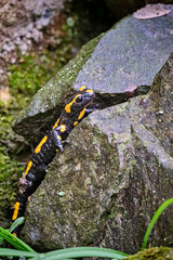 Obraz premium Feuersalamander ( Salamandra salamandra ).
