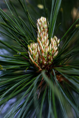 Naklejka na ściany i meble Pine small young yellow growing cones with long pine needles and raindrops. Pinus sylvestris L