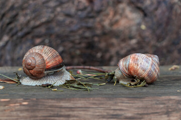 Two earth snail on wood bench eats green grass. Also known as Helix pomatia, Roman snail, Burgundy snail, edible snail or Escargot. Blurred wood bark in the background