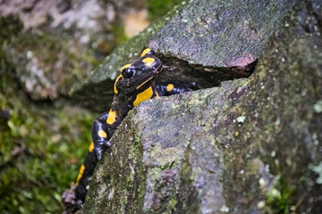 Feuersalamander ( Salamandra salamandra ).