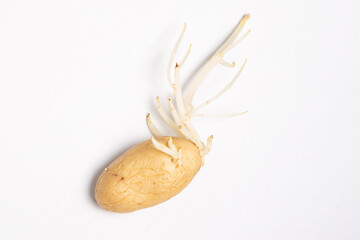 germinating sprouted potato with curvy roots placed on table white background