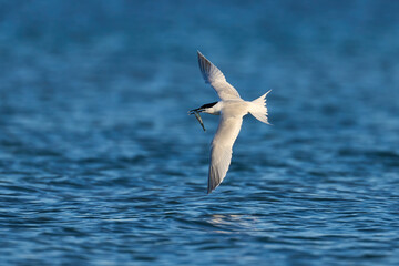 Sandwich tern (Thalasseus sandvicensis)