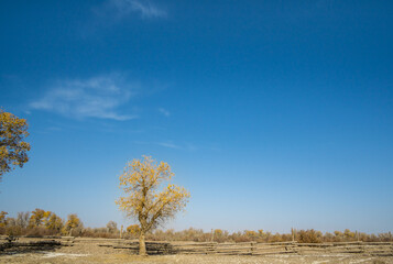 Populus euphratica forest by the lake in Xinjiang, China in autumn