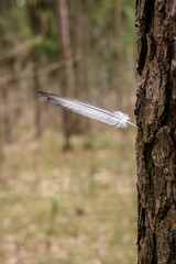 A bird's feather sticking out of a tree.