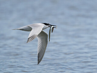 Sandwich tern (Thalasseus sandvicensis)