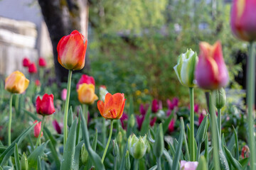 Red orange, white, green, purple and yellow tulips in a flower garden after the rain with raindrops and a blurred background of the garden on the branches, shrubs and trees.