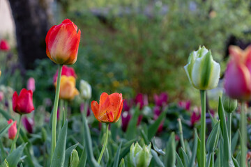 Red orange, white, green, purple and yellow tulips in a flower garden after the rain with raindrops and a blurred background of the garden on the branches, shrubs and trees.