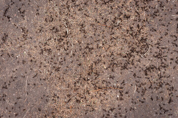 Many ants are crawling on the ground