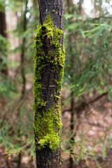 Green moss on a tree trunk