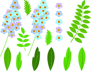 Set of isolated vector illustrations of forget me not flowers and leaves.